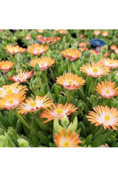 Делосперма Джевел оф Десерт Топаз жовто-помаранчеві квіти з білою серединкою